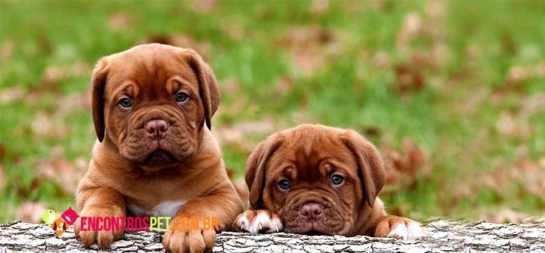 Dogue-de-Bordeaux