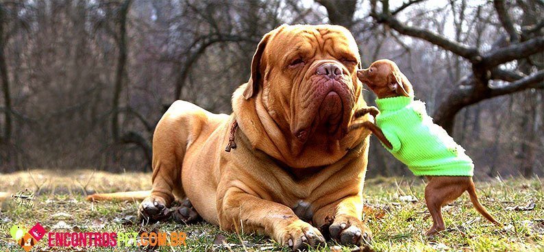 Dogue-de-Bordeaux01
