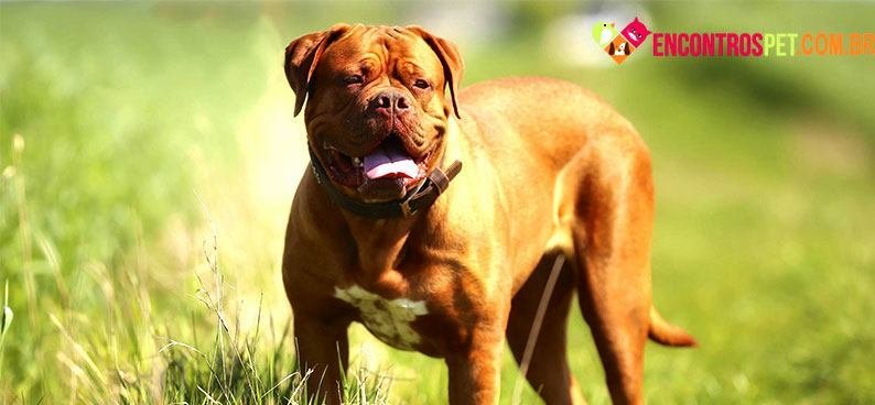 Dogue-de-Bordeaux03
