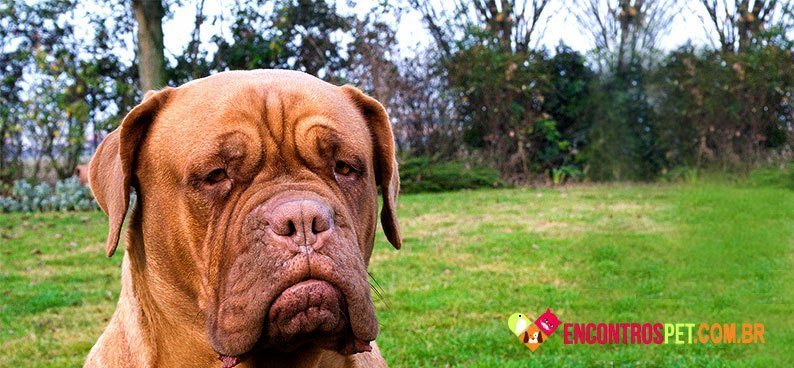 Dogue-de-Bordeaux04