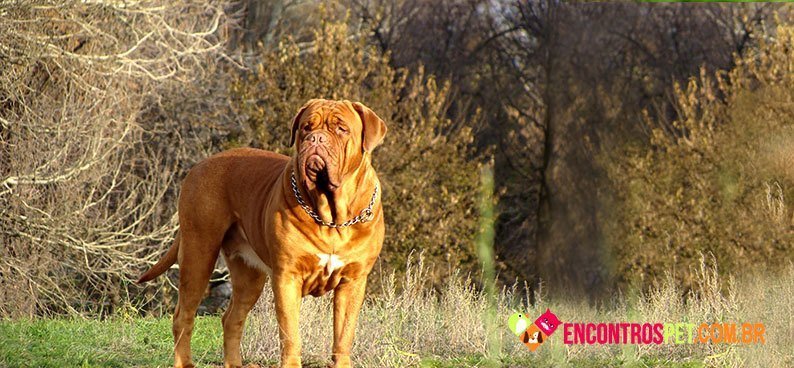 Dogue-de-Bordeaux05