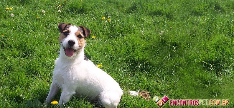 Jack-Russell-Terrier