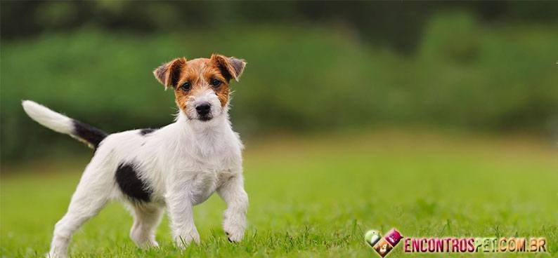 Jack-Russell-Terrier02