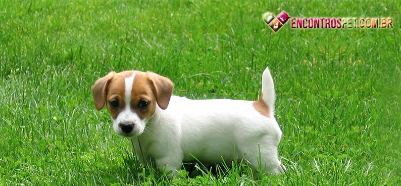 Jack-Russell-Terrier03