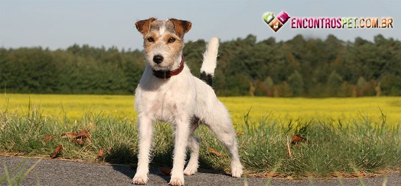Jack-Russell-Terrier04
