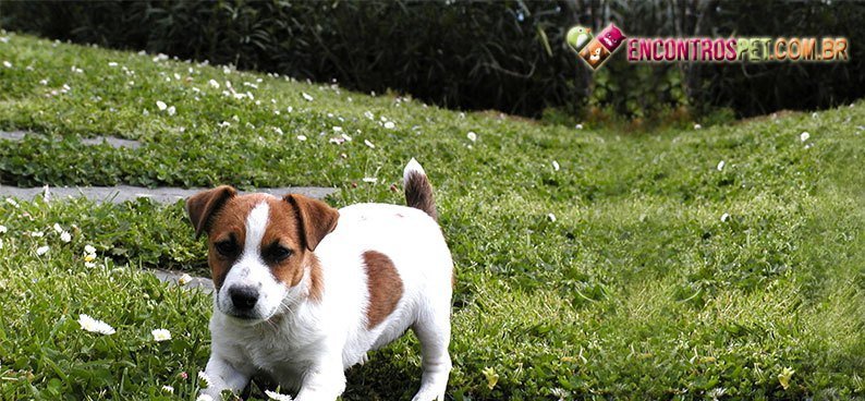 Jack-Russell-Terrier5