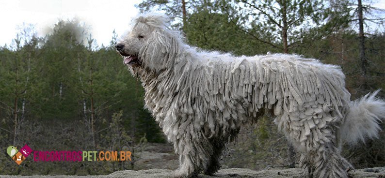 Komondor