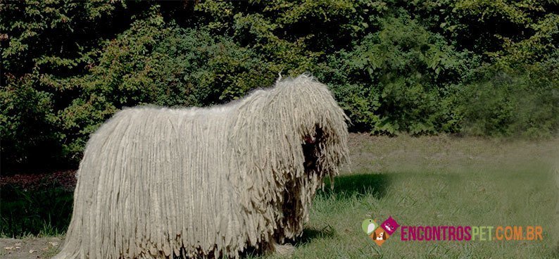 Komondor01