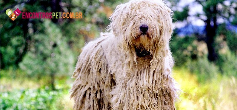 Komondor02