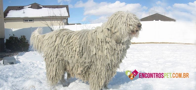 Komondor03