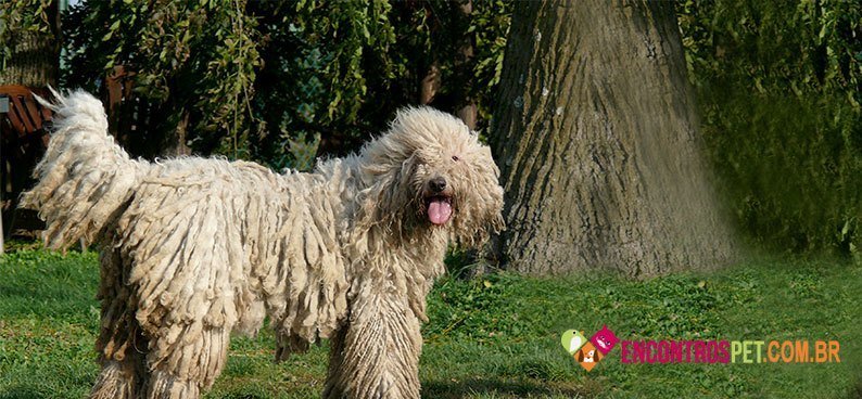 Komondor04