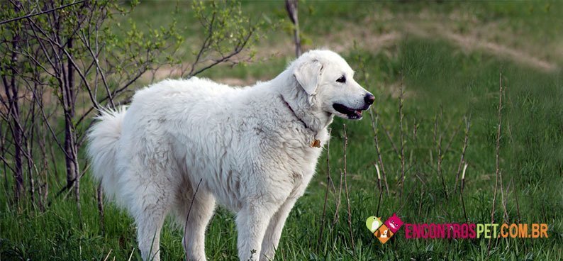 Kuvasz