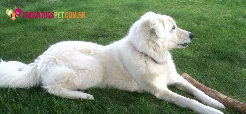 Kuvasz01