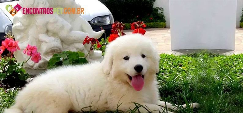 Kuvasz03