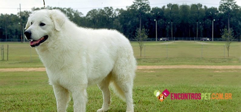 Kuvasz04