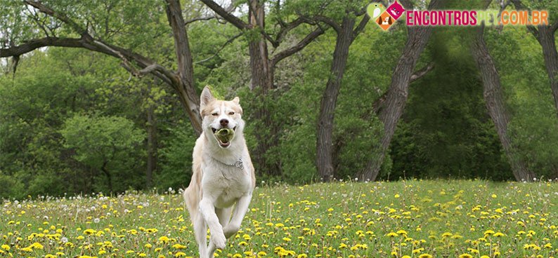 Kuvasz05