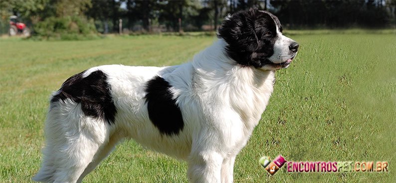 Landseer