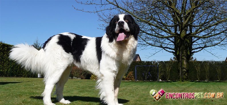Landseer02