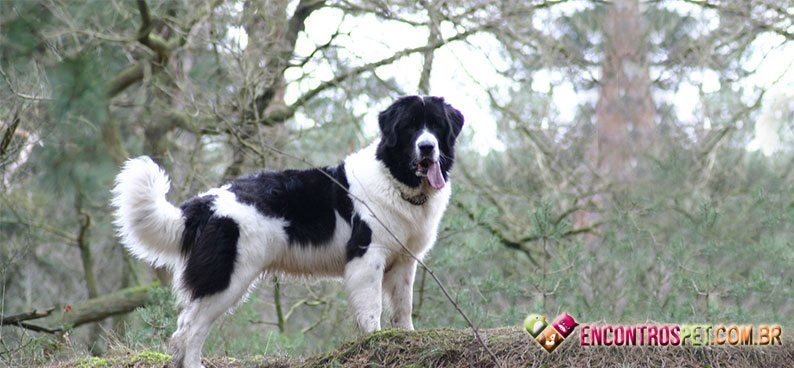 Landseer04
