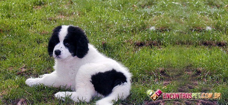 Landseer05