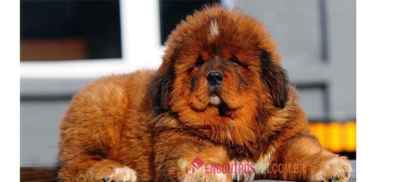 Mastim-Tibetano