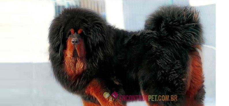 Mastim-Tibetano03