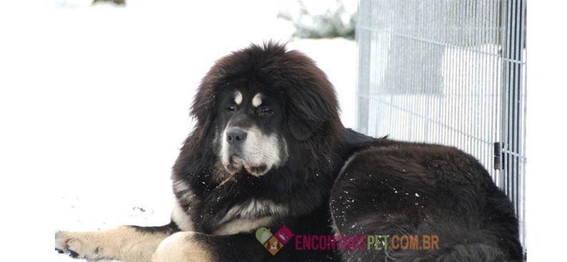 Mastim-Tibetano05