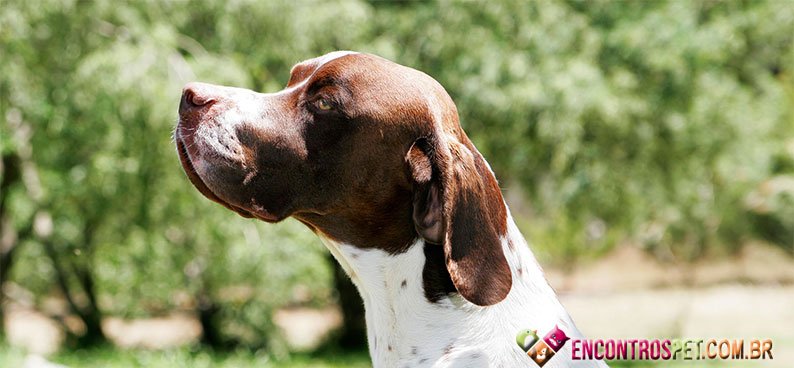 Pointer-ingles