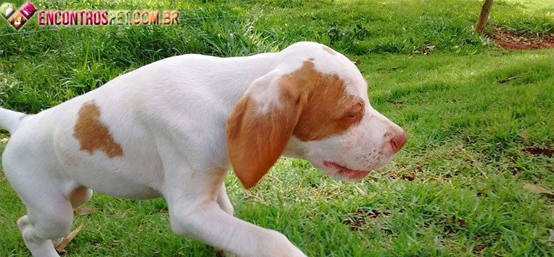 Pointer-ingles04