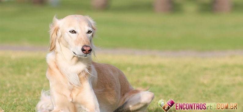 Saluki