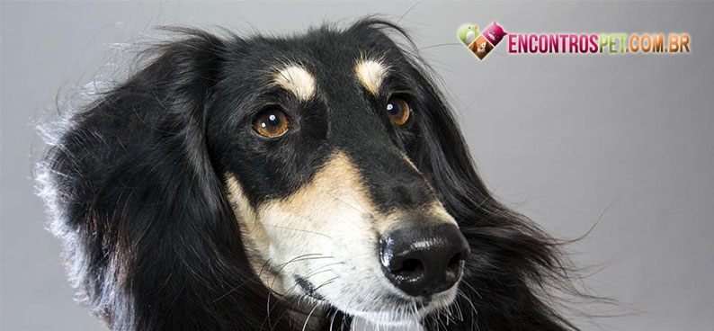 Saluki01