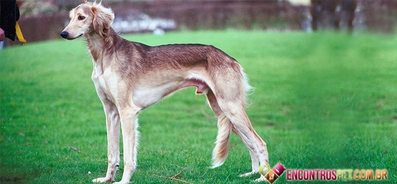 Saluki02