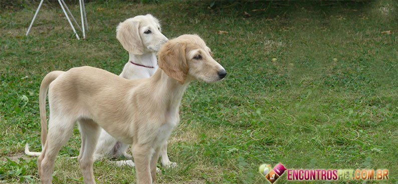Saluki03