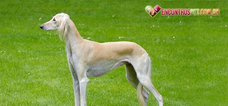 Saluki04