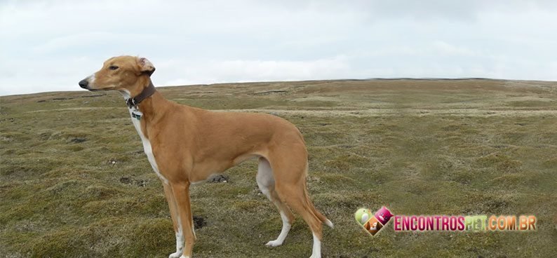 Saluki05