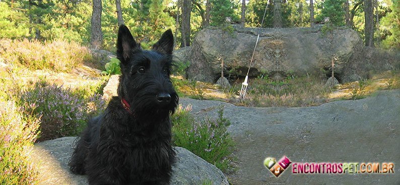 Scottish-Terrier