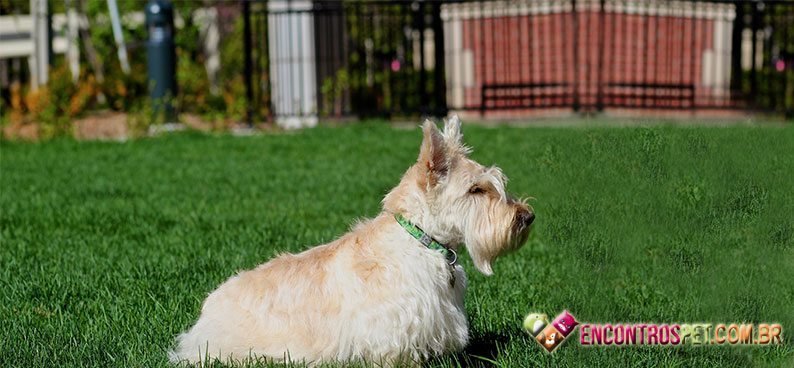 Scottish-Terrier02