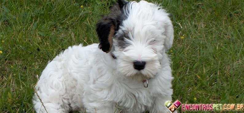 Scottish-Terrier04