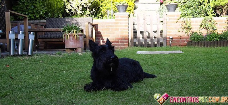 Scottish-Terrier05