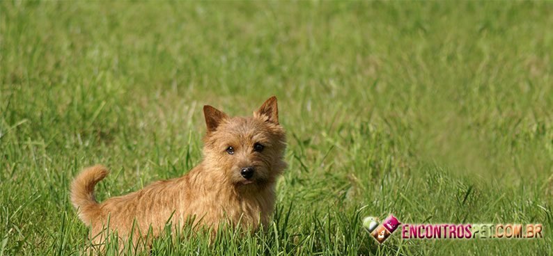 Terrier-Norwich