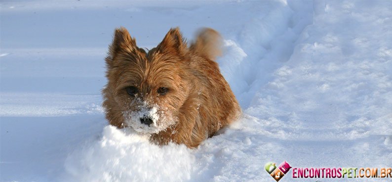 Terrier-Norwich01