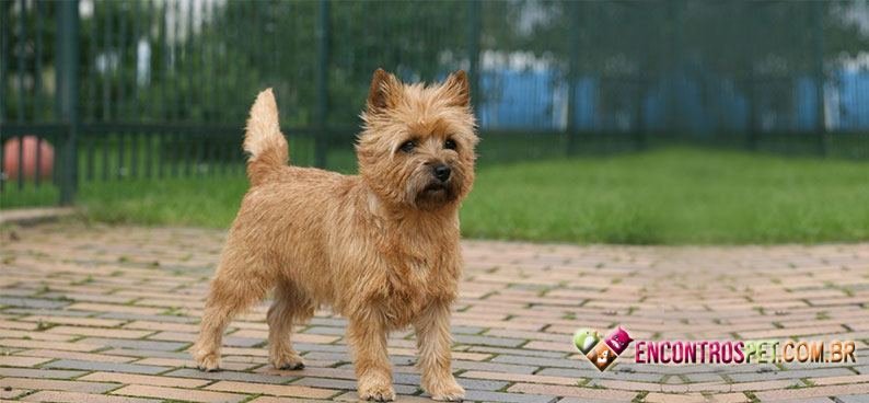 Terrier-Norwich02