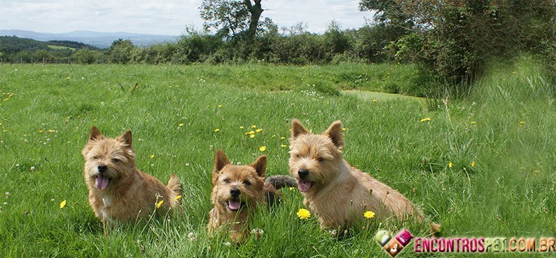 Terrier-Norwich04