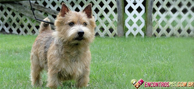 Terrier-Norwich05