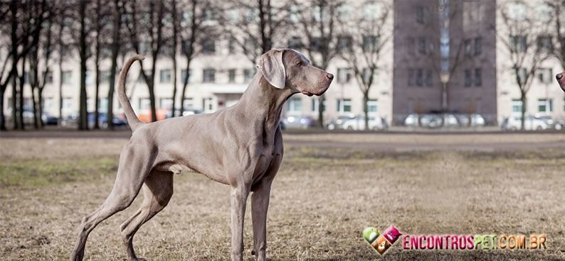 Weimaraner01