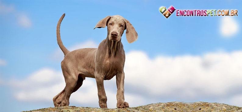 Weimaraner02