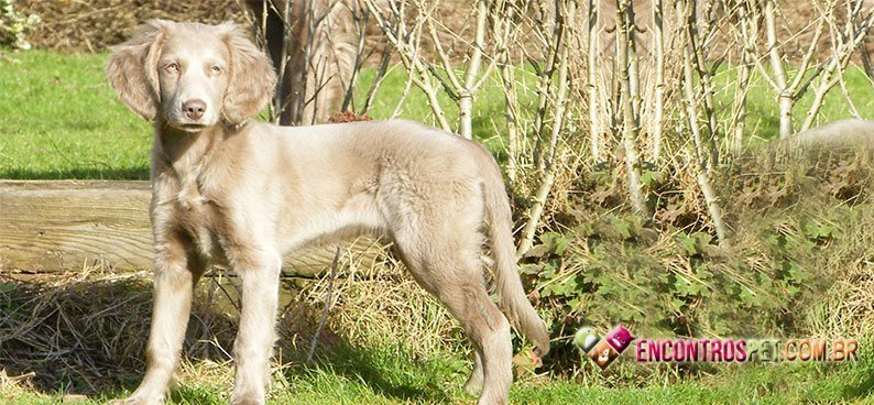 Weimaraner03