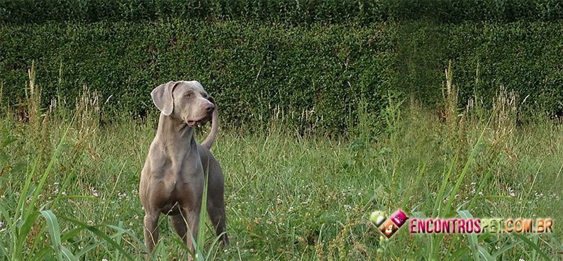Weimaraner05