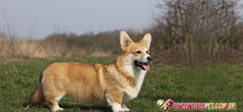 Welsh-Corgi-Cardigan Welsh-Corgi-Cardigan