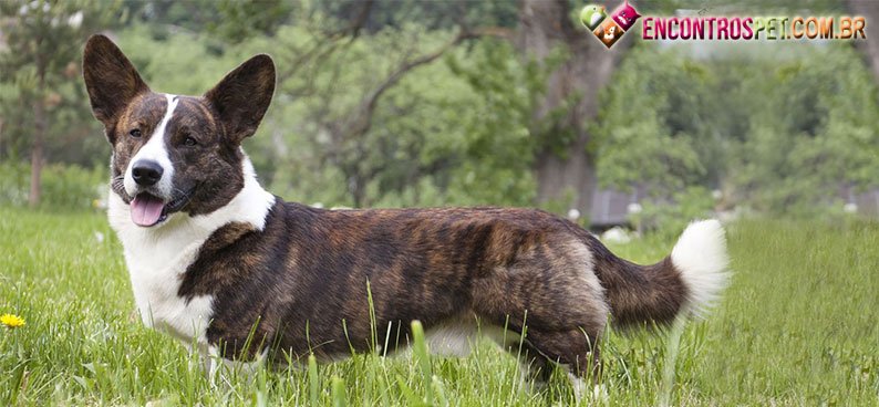 Welsh-Corgi-Cardigan Welsh-Corgi-Cardigan01